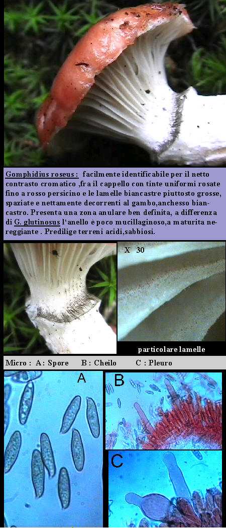 Gomphidius roseus     ( Fries )   Fries